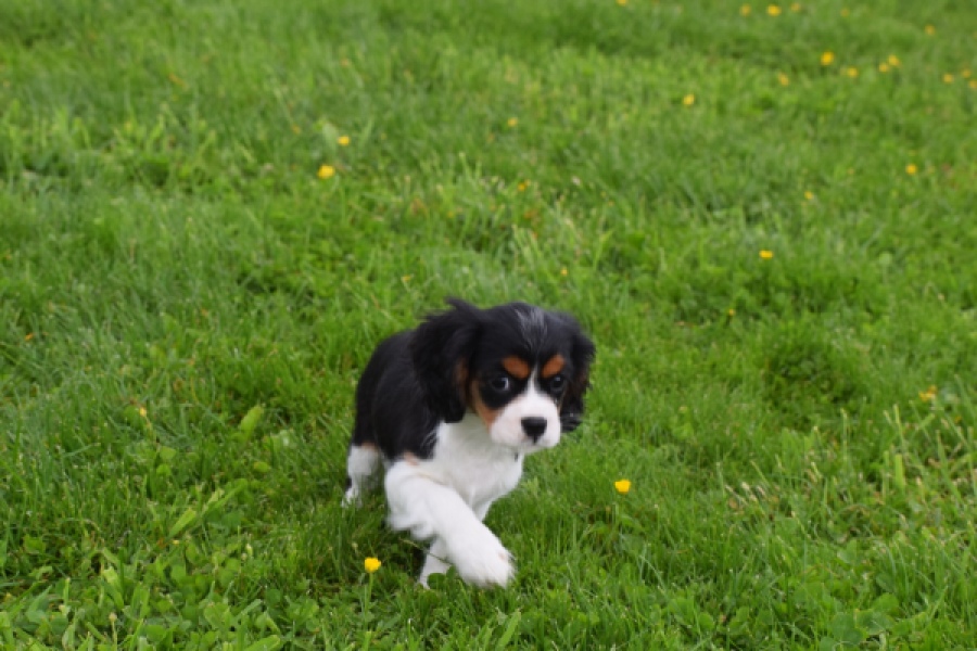Cavalier King Charles Spaniel (teef) 62703