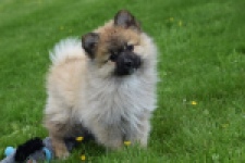 Spitz allemand (teef) 62892