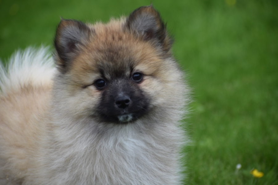 Spitz allemand (teef) 62892