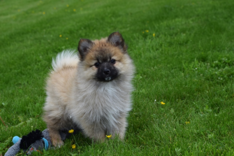 Spitz allemand (teef) 62892