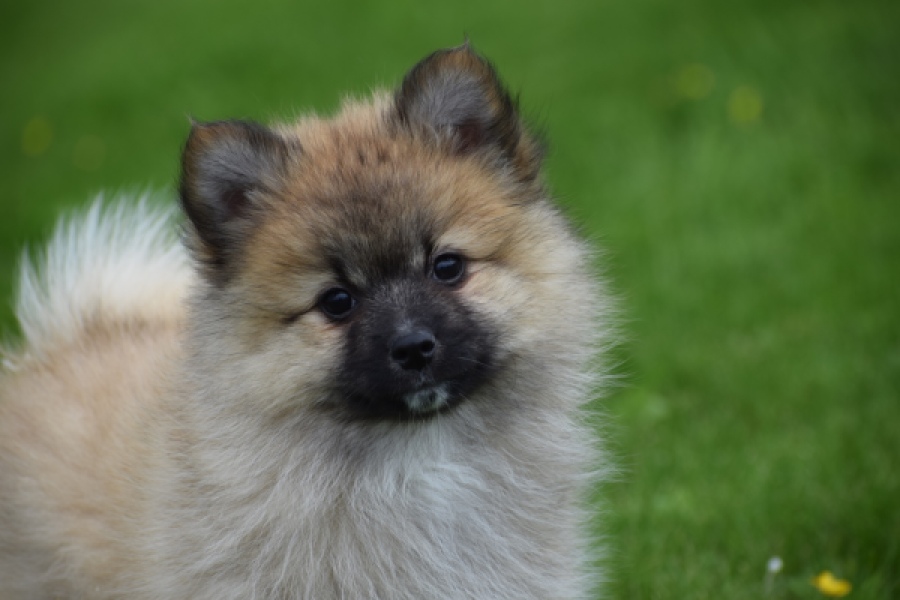 Spitz allemand (teef) 62892