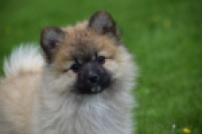 Spitz allemand (teef) 62892