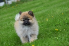 Spitz allemand (teef) 62892
