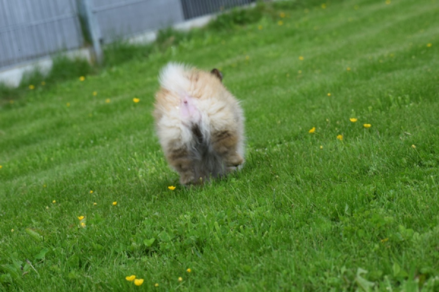 Spitz allemand (teef) 62892