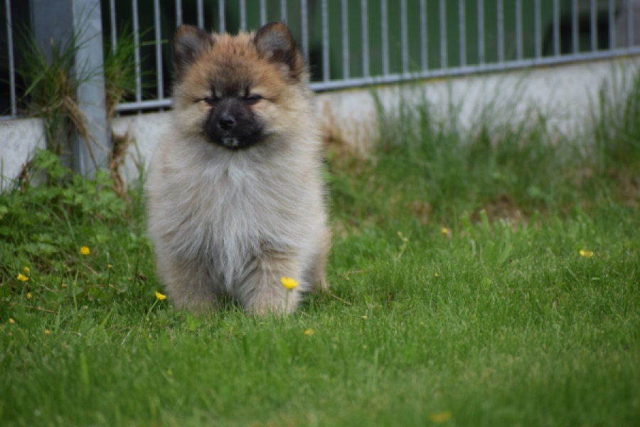 Spitz allemand (teef) 62892