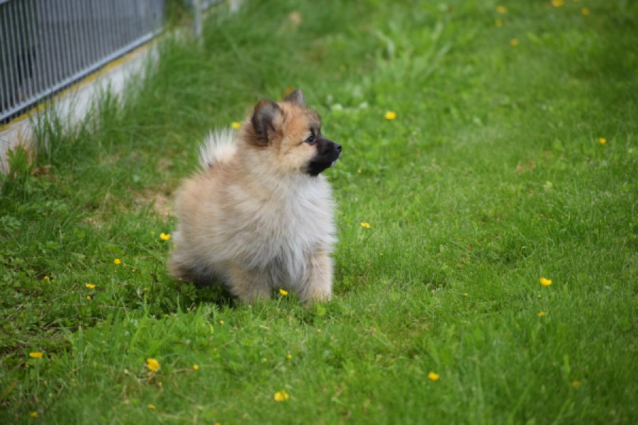 Spitz allemand (teef) 62892