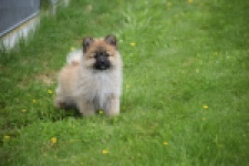 Spitz allemand (teef) 62892