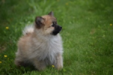 Spitz allemand (teef) 62892