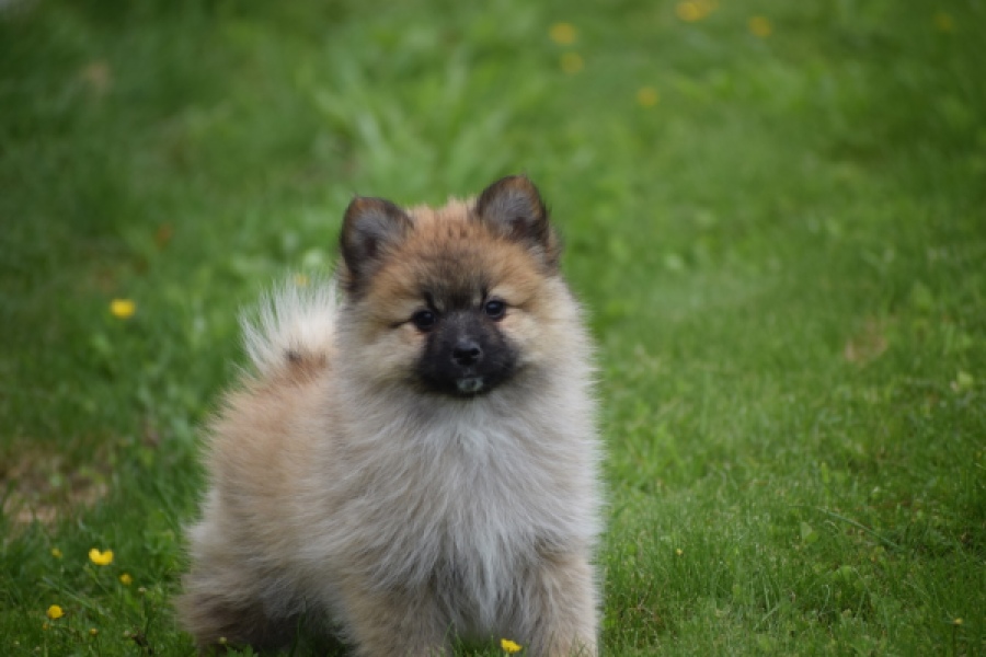 Spitz allemand (teef) 62892
