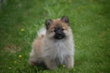 Spitz allemand (teef) 62892