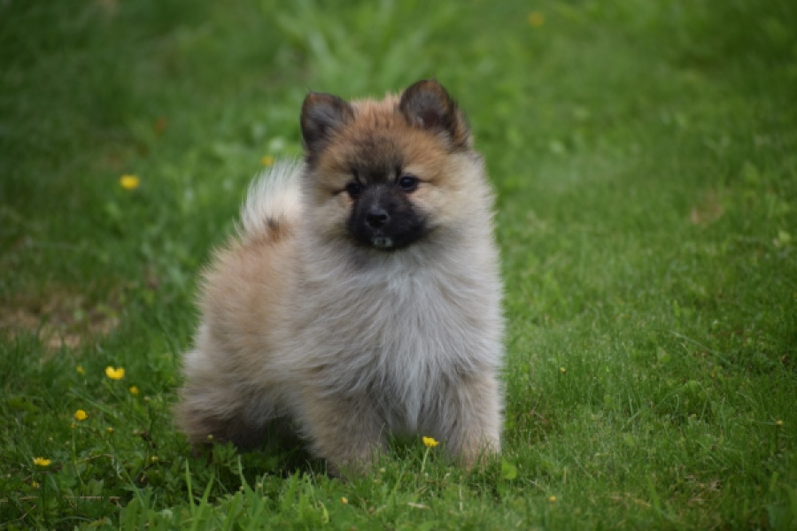 Spitz allemand (teef) 62892