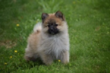 Spitz allemand (teef) 62892