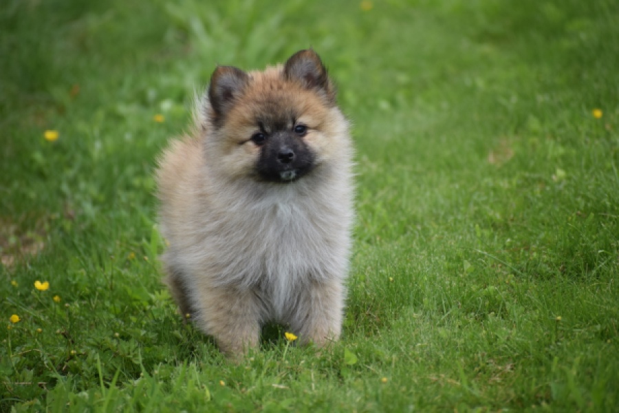 Spitz allemand (teef) 62892