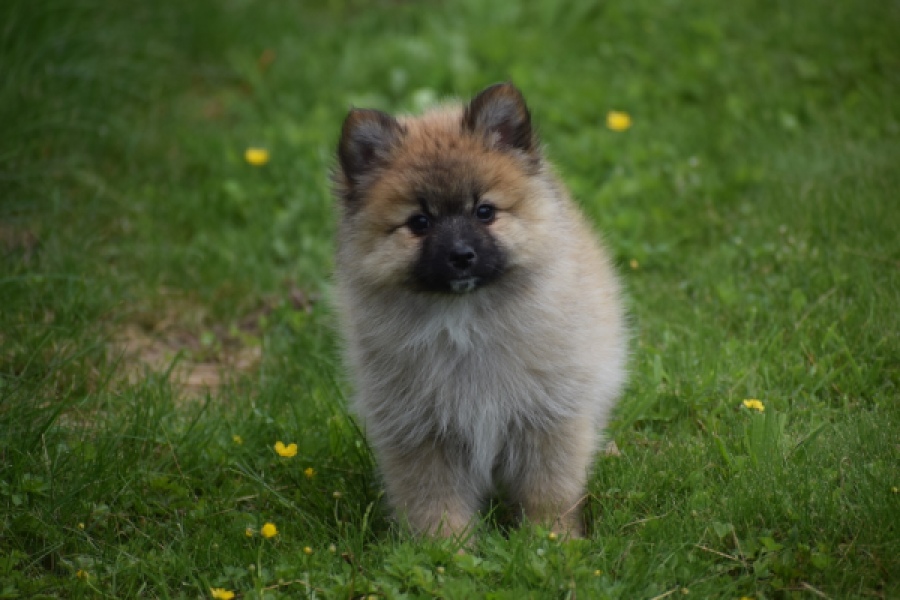 Spitz allemand (teef) 62892