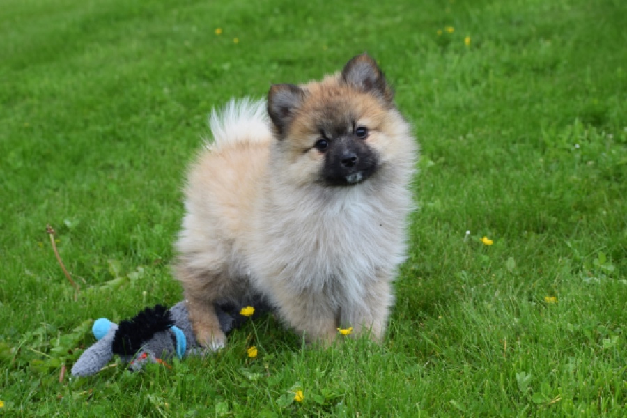 Spitz allemand (teef) 62892