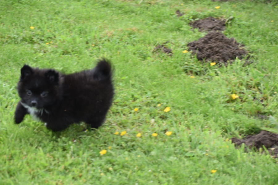 Spitz allemand (teef) 62894