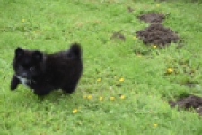 Spitz allemand (teef) 62894