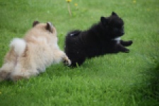 Spitz allemand (teef) 62894