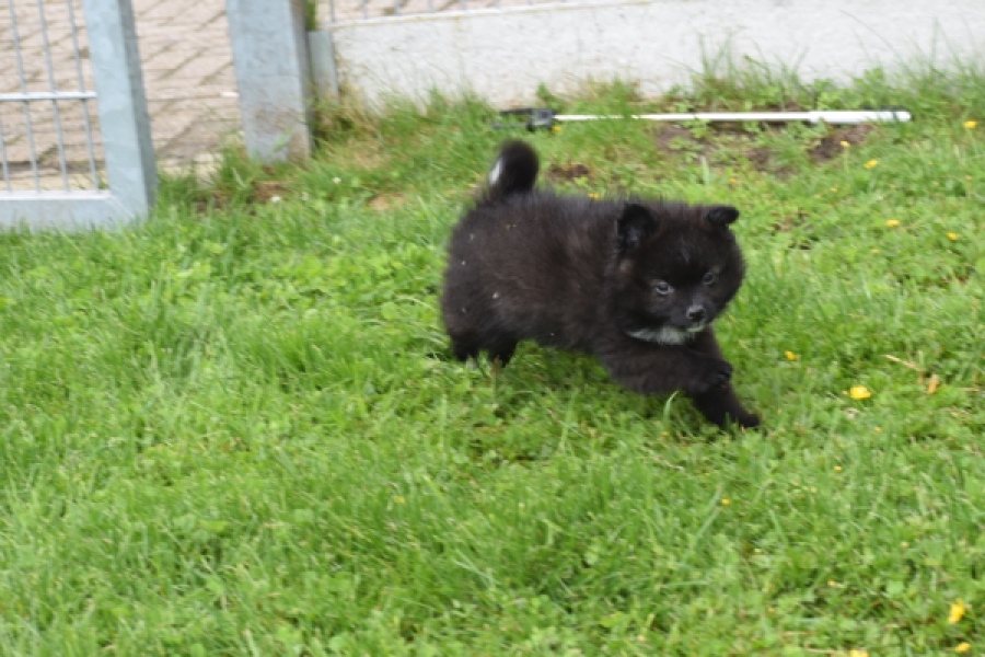 Spitz allemand (teef) 62894
