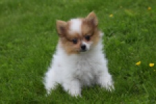 Spitz allemand (reu) 65229