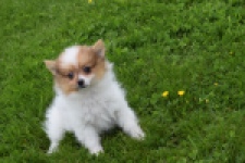 Spitz allemand (reu) 65229