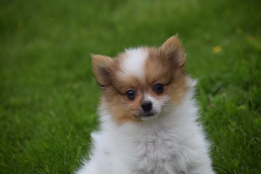 Spitz allemand (reu) 65229