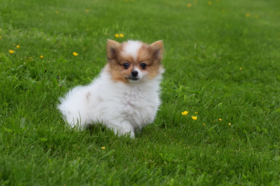 Spitz allemand (reu) 65229
