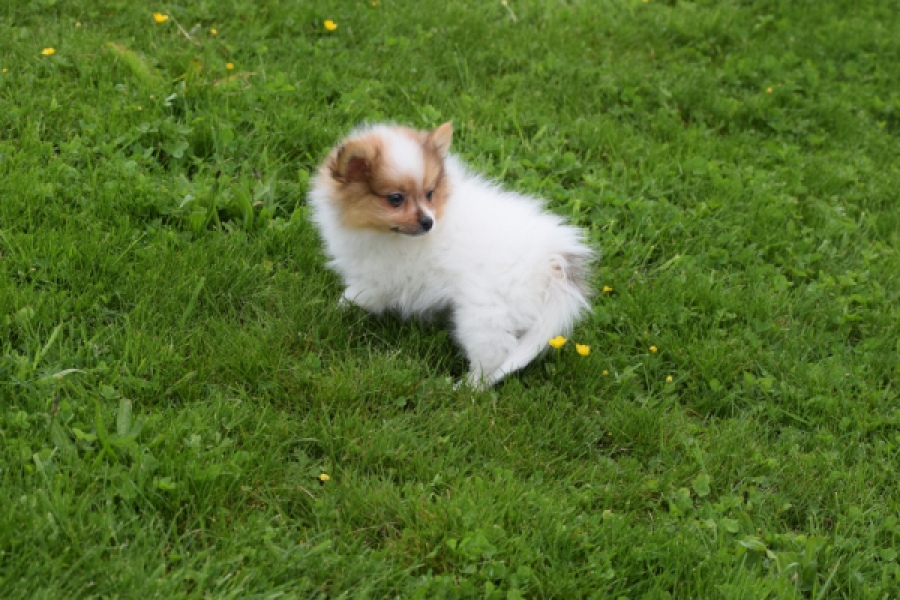 Spitz allemand (reu) 65229