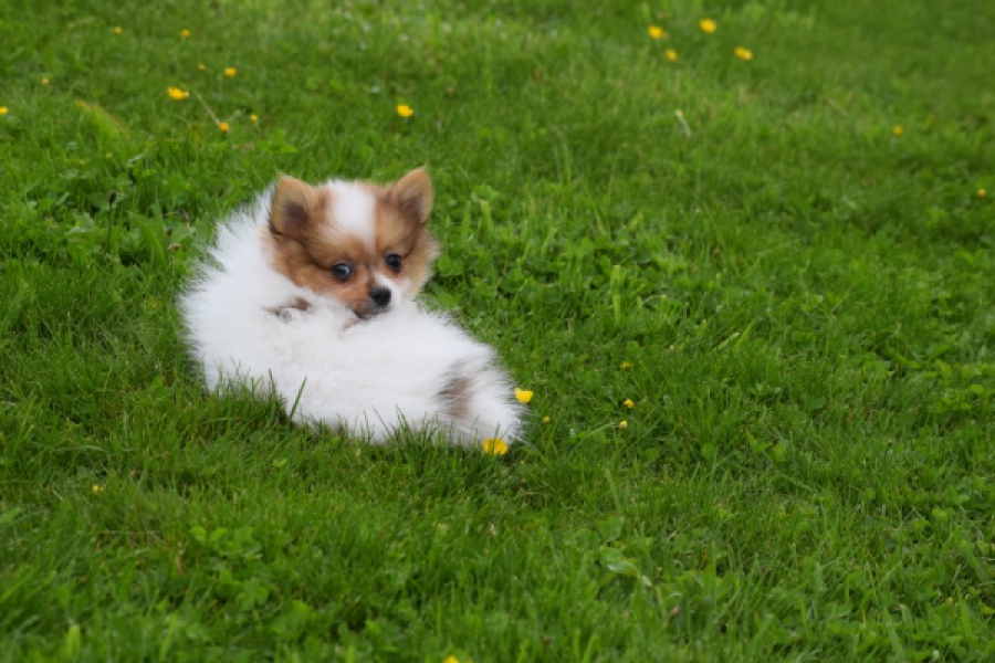 Spitz allemand (reu) 65229