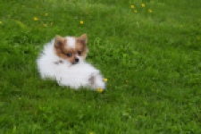 Spitz allemand (reu) 65229
