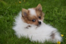 Spitz allemand (reu) 65229