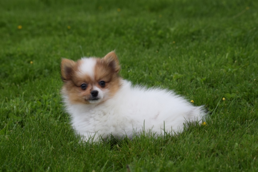 Spitz allemand (reu) 65229