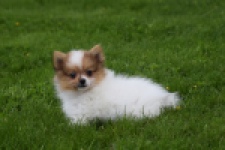 Spitz allemand (reu) 65229