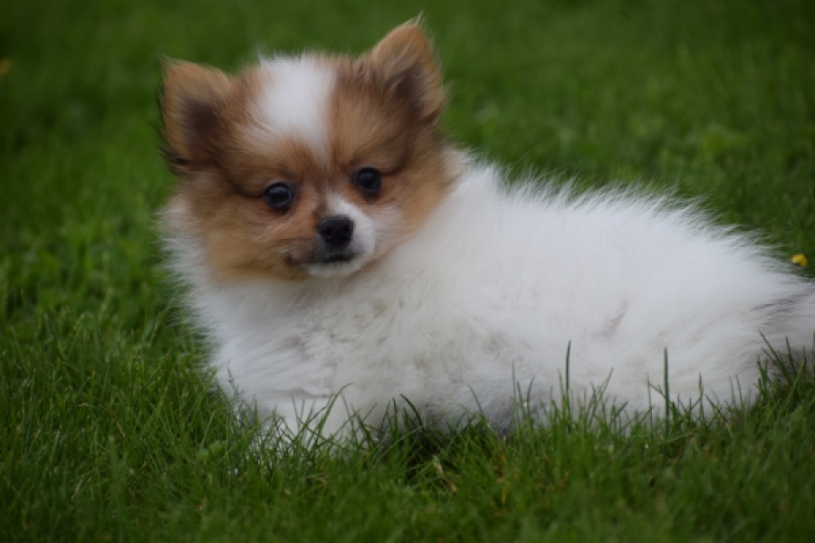Spitz allemand (reu) 65229