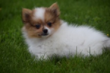 Spitz allemand (reu) 65229
