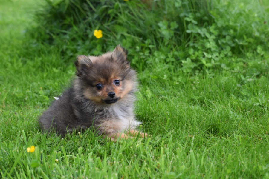 Spitz allemand (teef) 64739