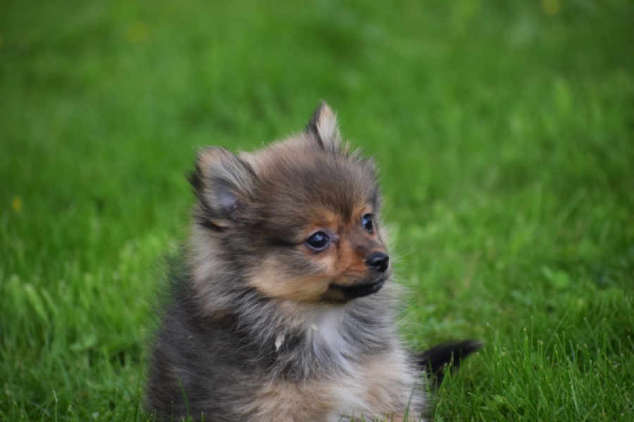 Spitz allemand (teef) 64739