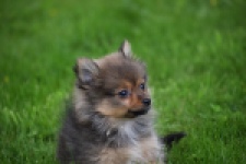 Spitz allemand (teef) 64739