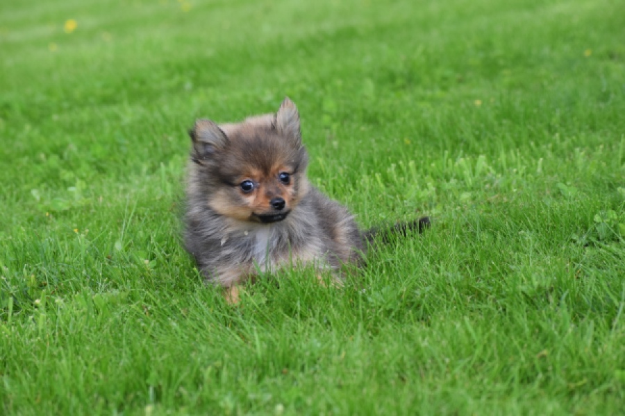 Spitz allemand (teef) 64739