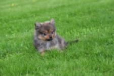Spitz allemand (teef) 64739