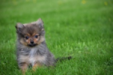 Spitz allemand (teef) 64739