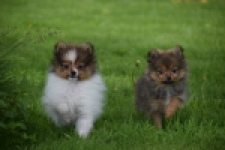 Spitz allemand (reu) 64913