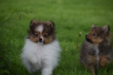 Spitz allemand (reu) 64913