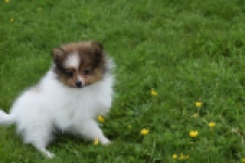 Spitz allemand (reu) 64913