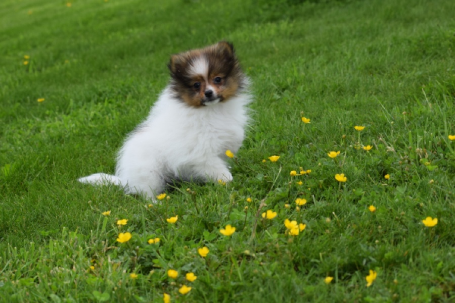 Spitz allemand (reu) 64913
