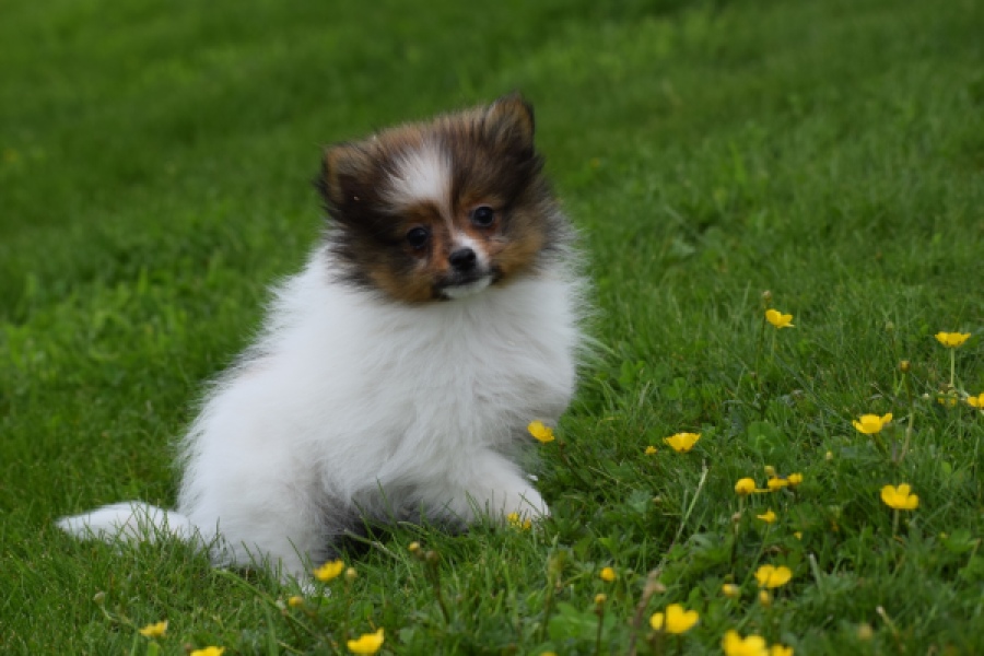 Spitz allemand (reu) 64913