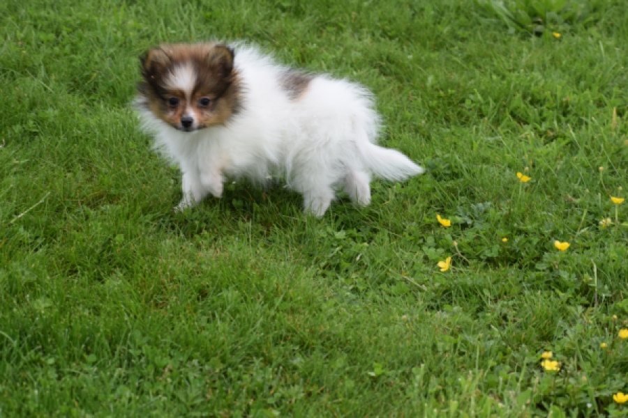 Spitz allemand (reu) 64913