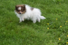 Spitz allemand (reu) 64913