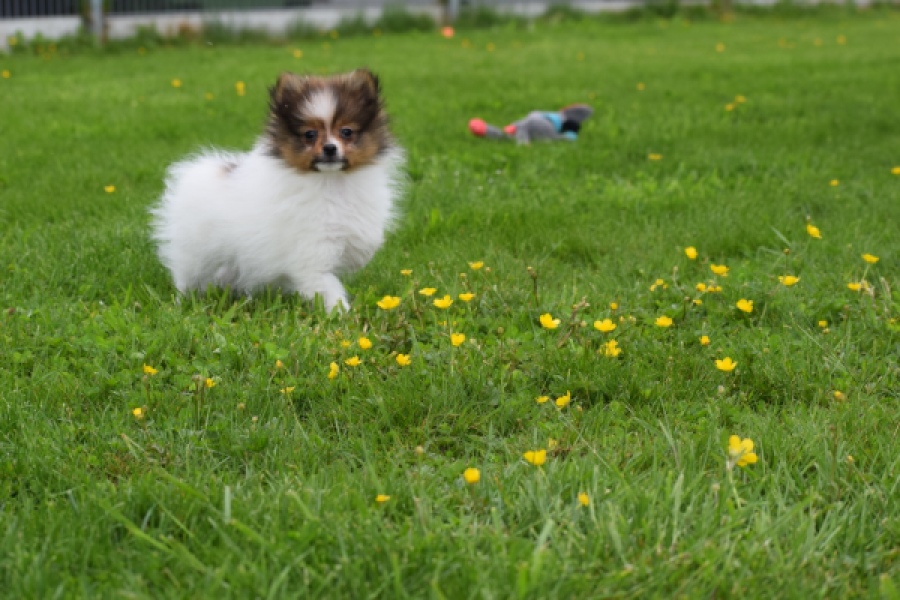Spitz allemand (reu) 64913