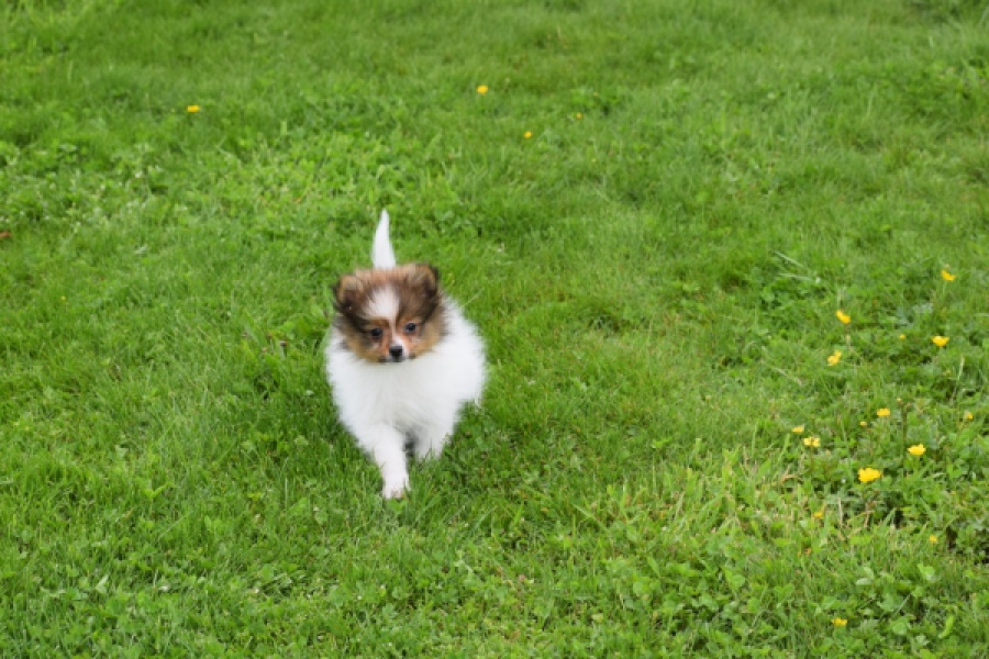 Spitz allemand (reu) 64913